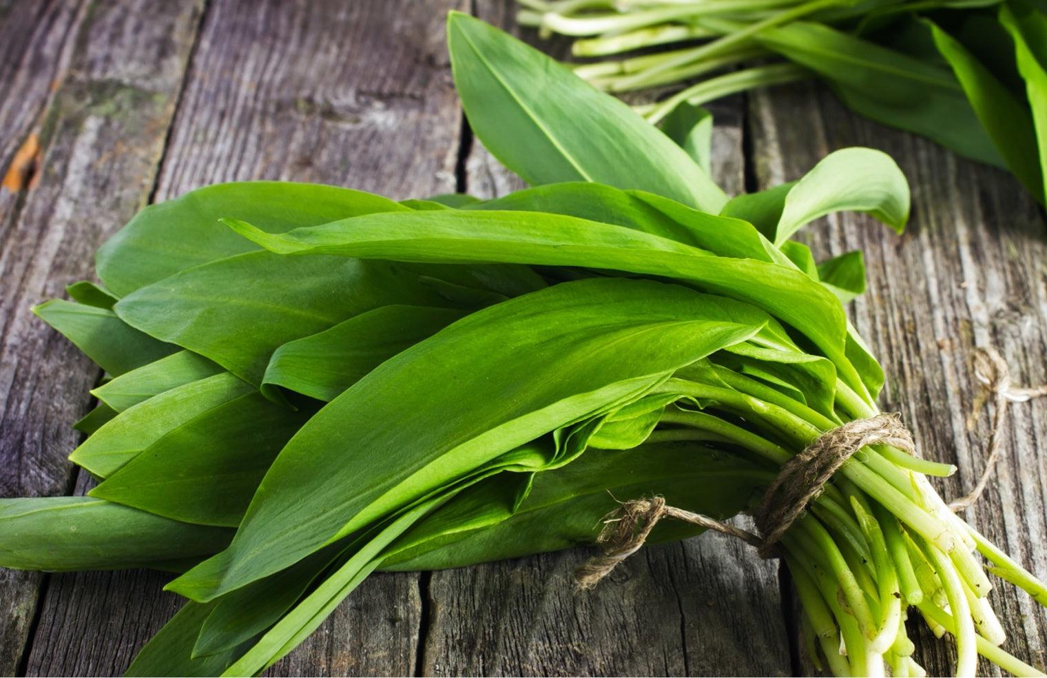 A lifestyle photo of small plant leaves bundled together